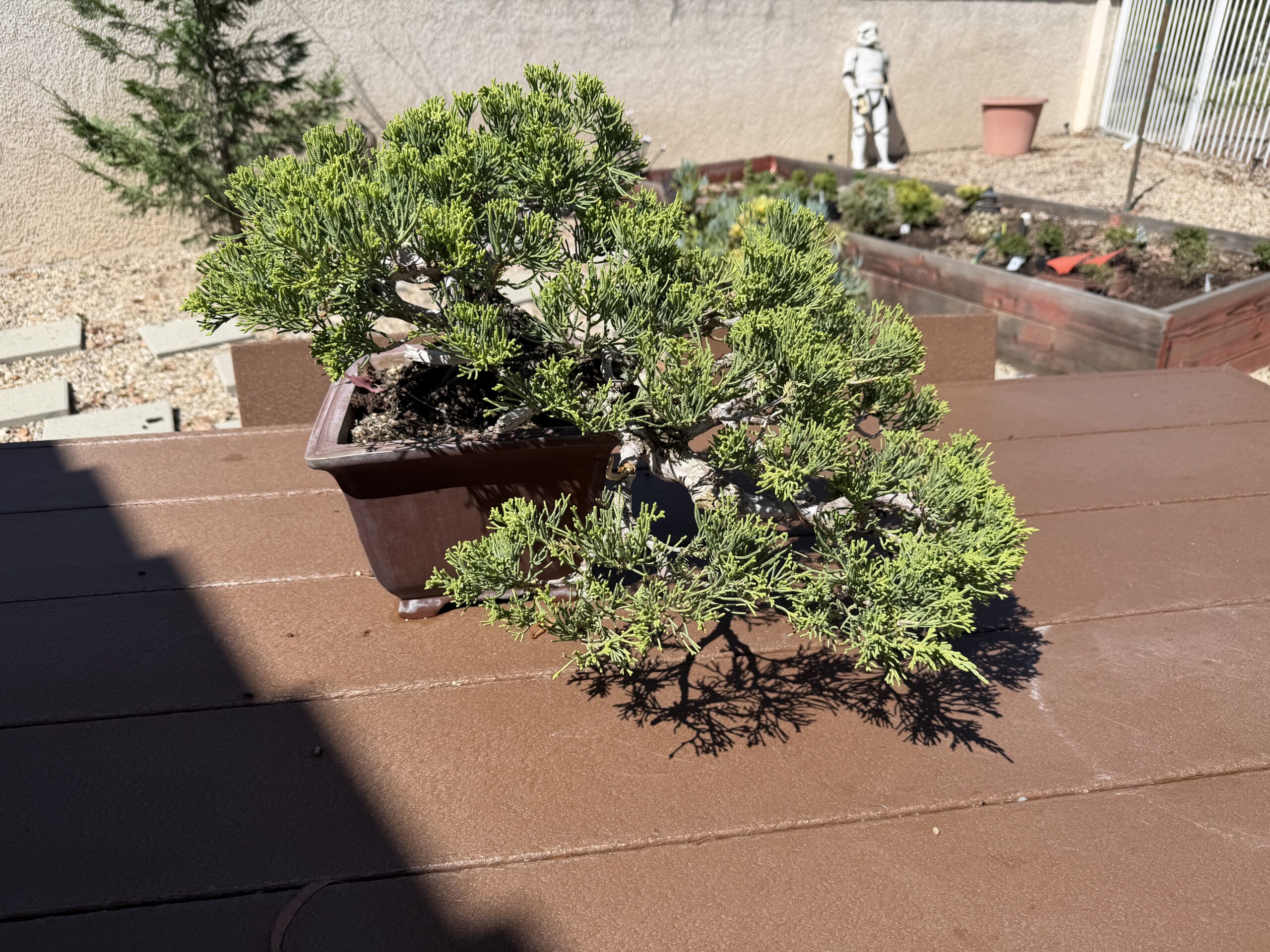A bonsai tree after spring work