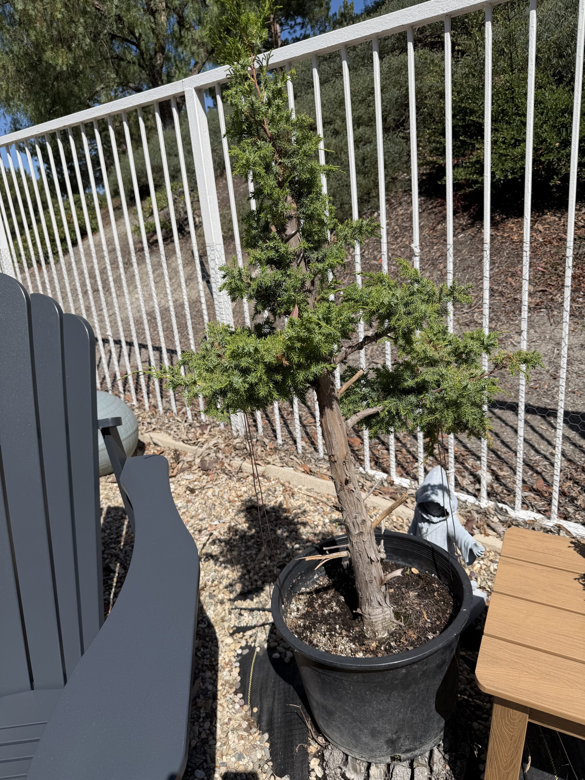 A bonsai tree after spring work
