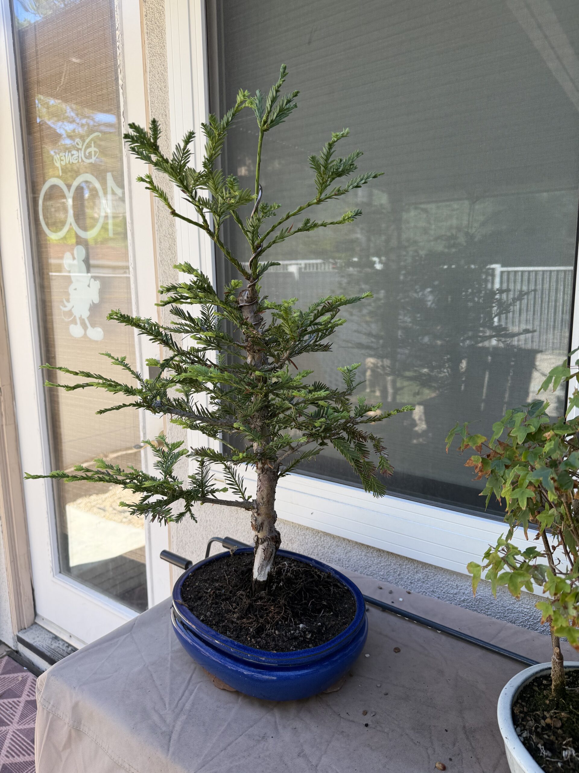 A bonsai tree after spring work