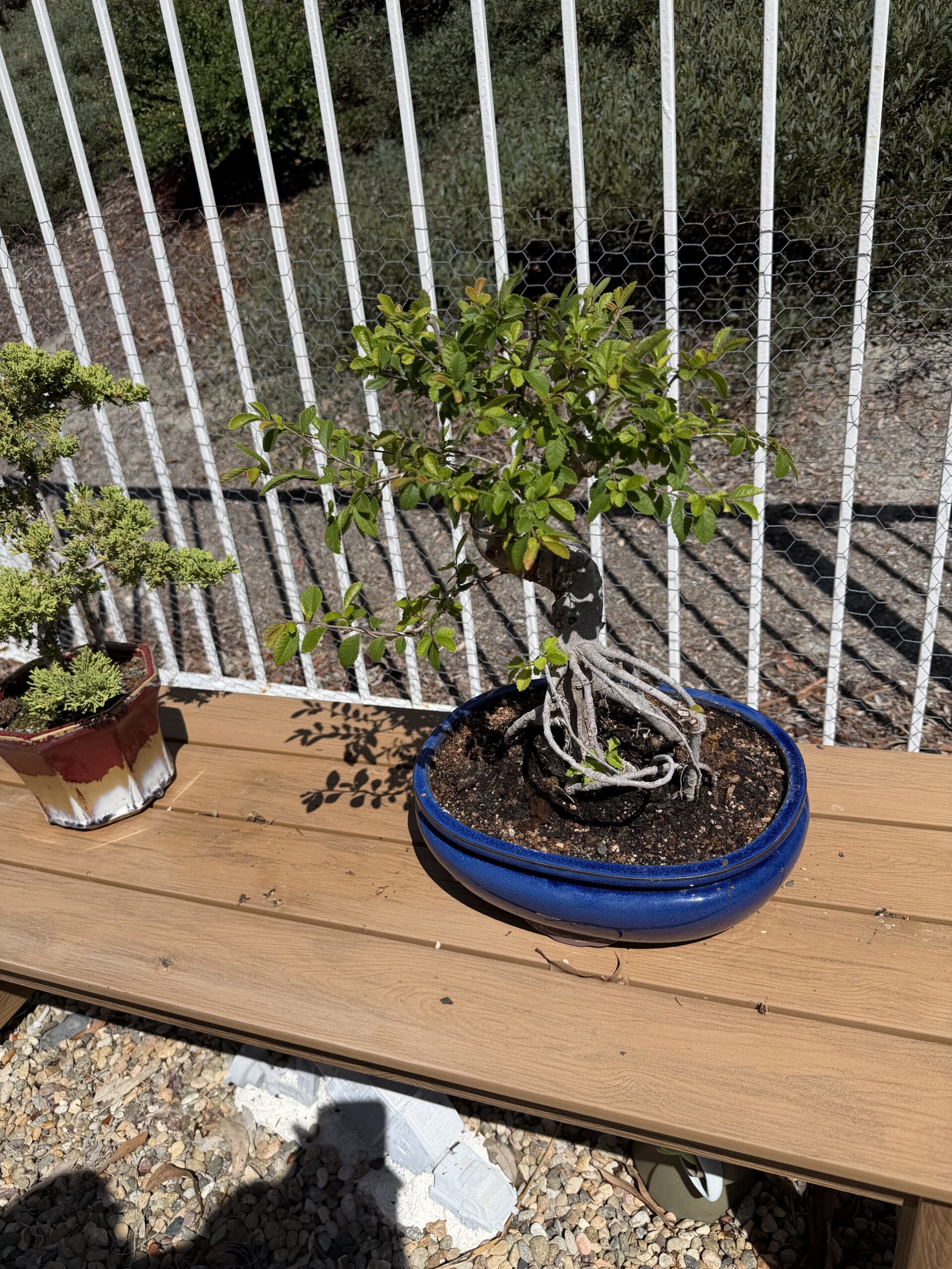 A bonsai tree after spring work