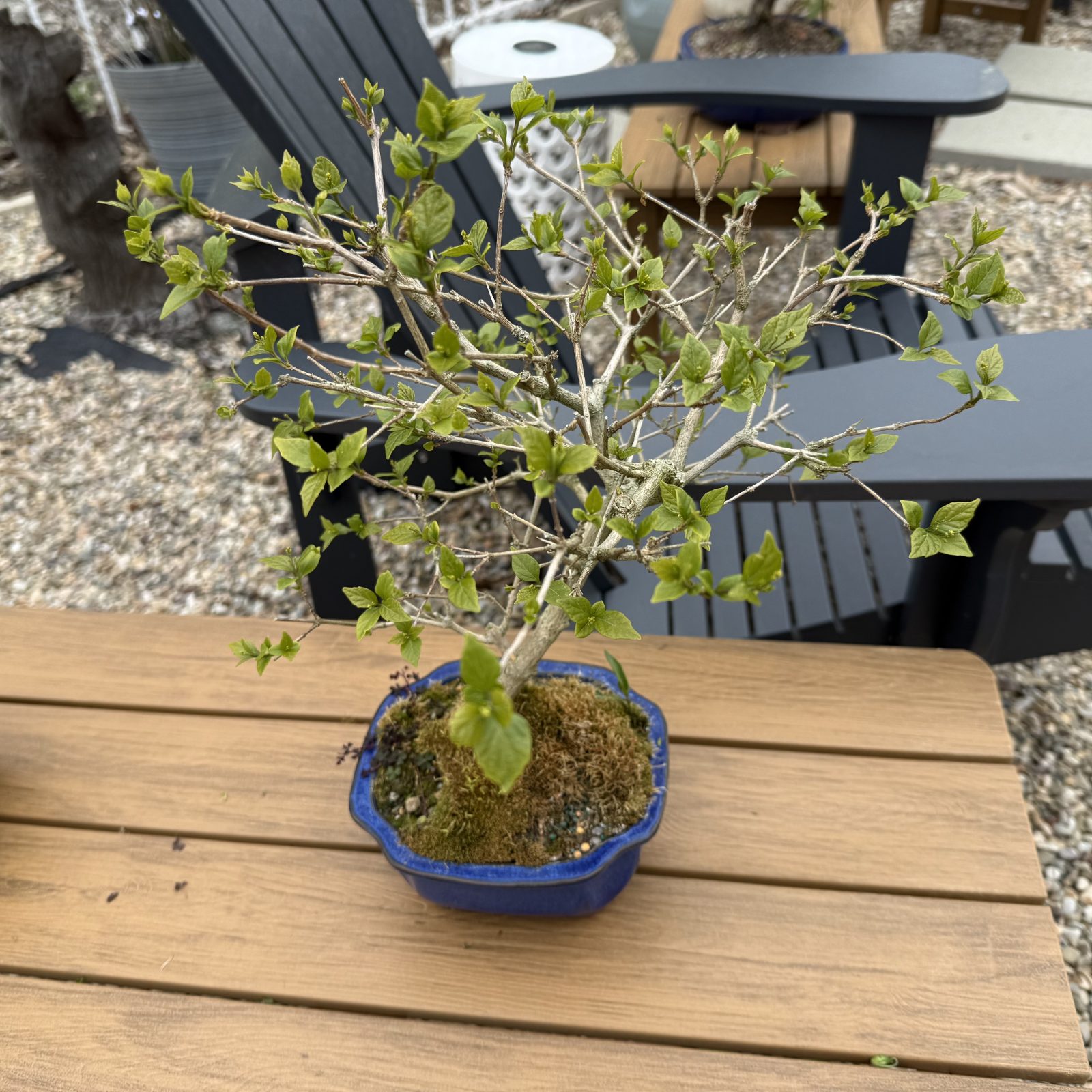 The bonsai collection waking up for spring