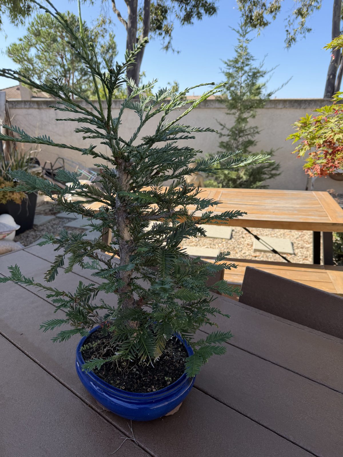 A bonsai sequoia that needs a trim