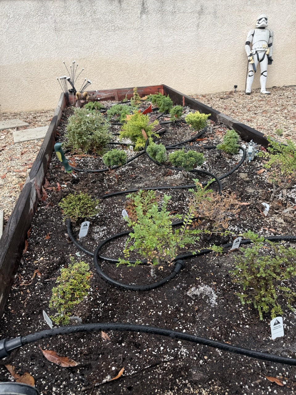 Seedling junipers and elms growing in the bonsai farm